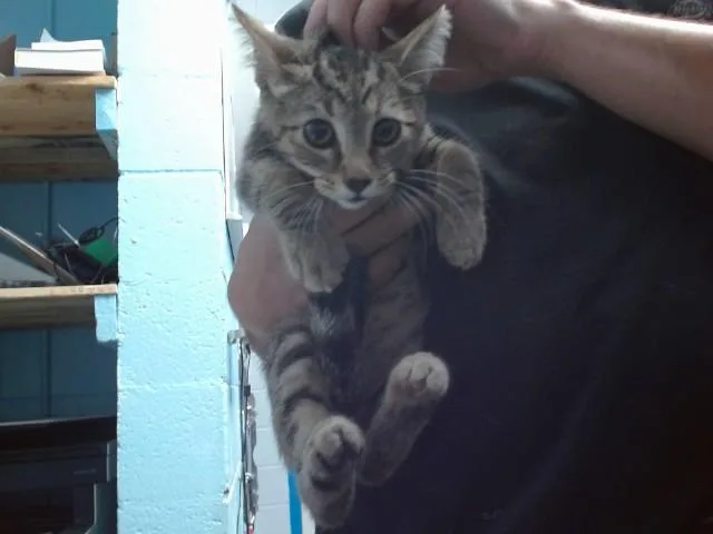 A baby small-sized female Domestic Short Hair cat named Borg for adoption in Albuquerque, NM