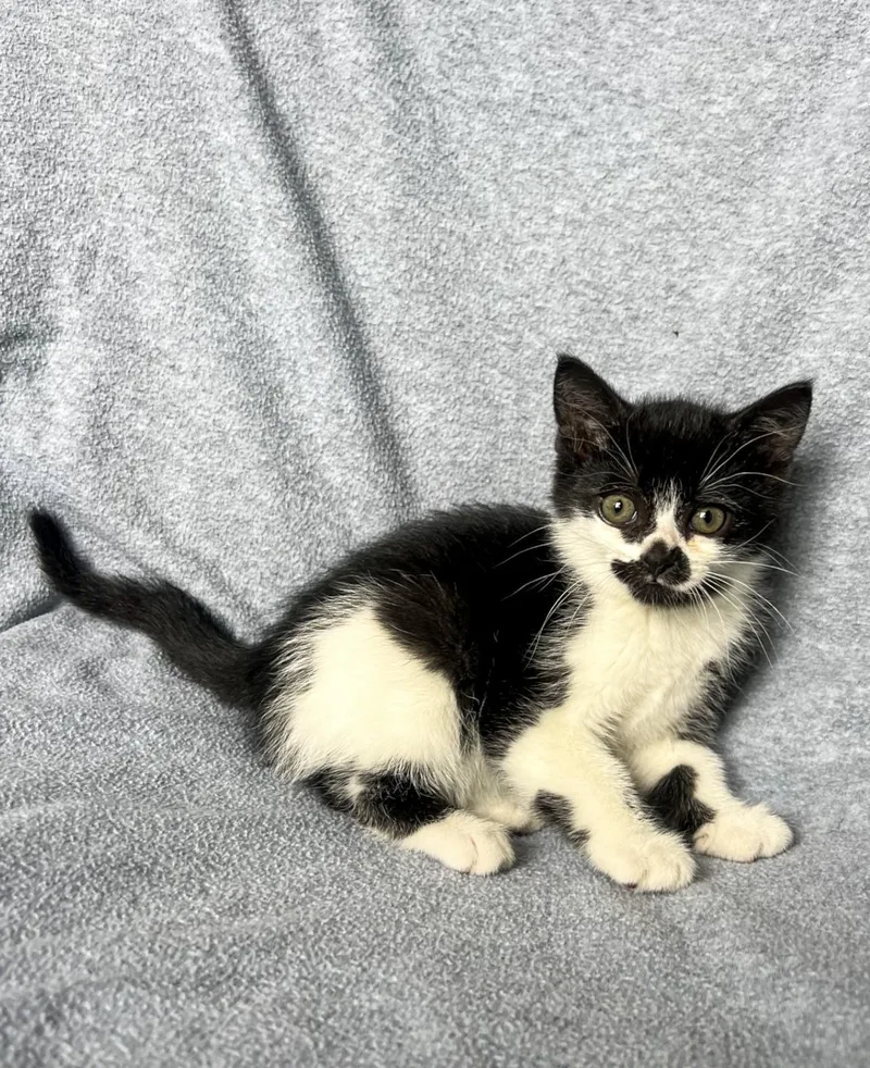 A baby medium-sized female Domestic Short Hair cat named Bonnie for adoption in St. Ignace, MI