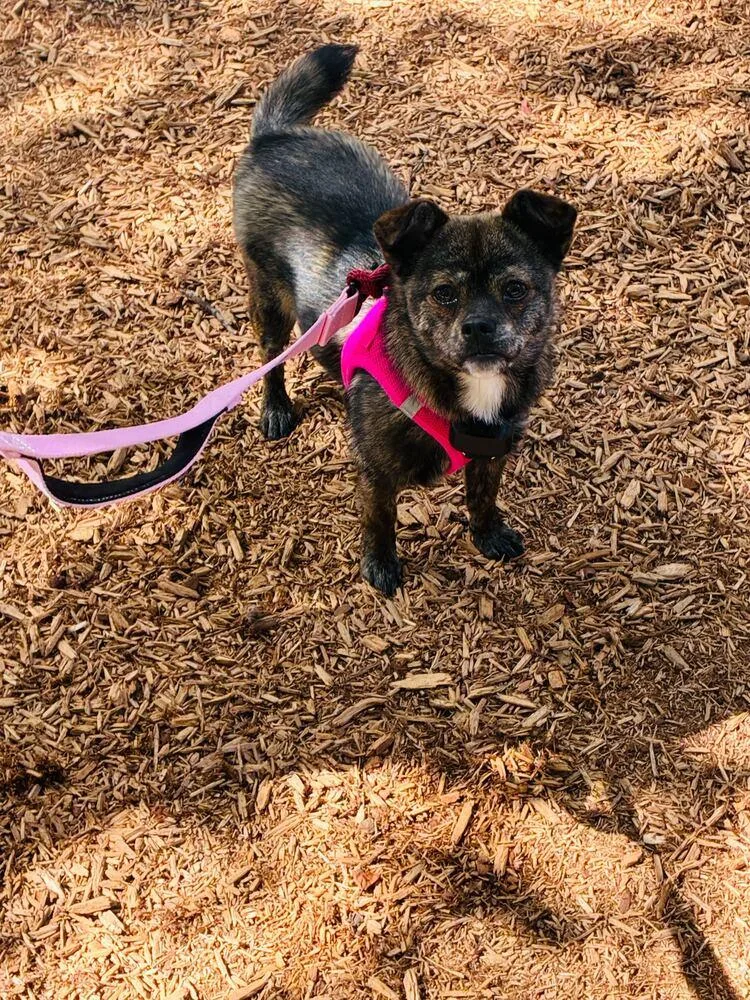 A young small-sized female Brindle Jindo dog named Choi for adoption in Long Island City, NY