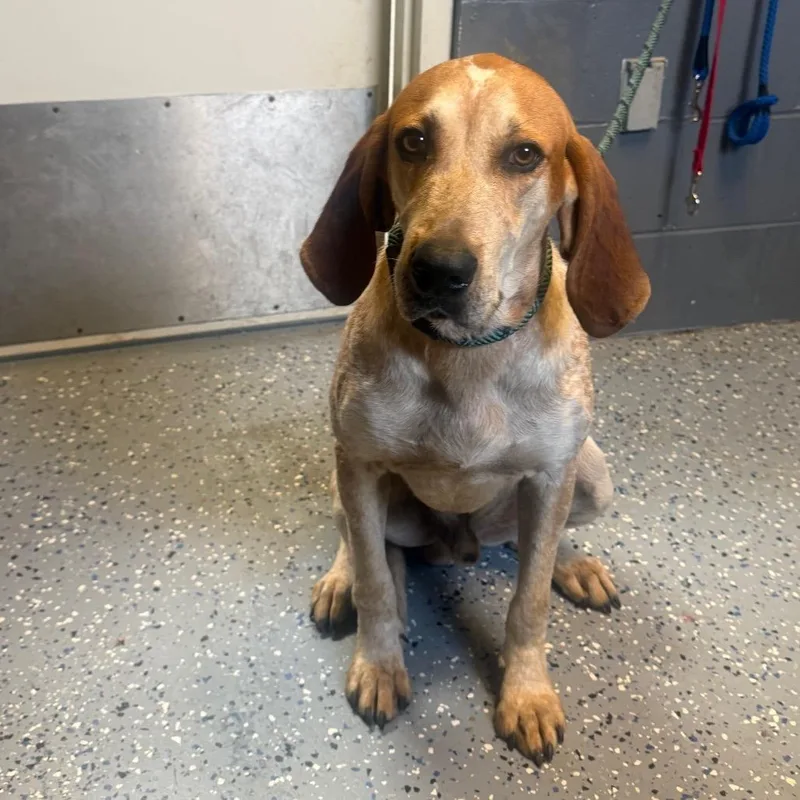 An adult medium-sized male Brown / Chocolate Hound dog named TUSCStray for adoption in Tuscaloosa, AL