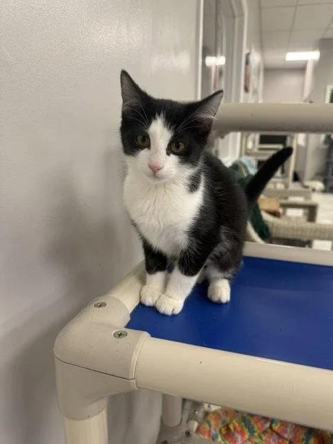 A young medium-sized female Black & White / Tuxedo Domestic Short Hair cat named Doodle for adoption in Rochester, NY