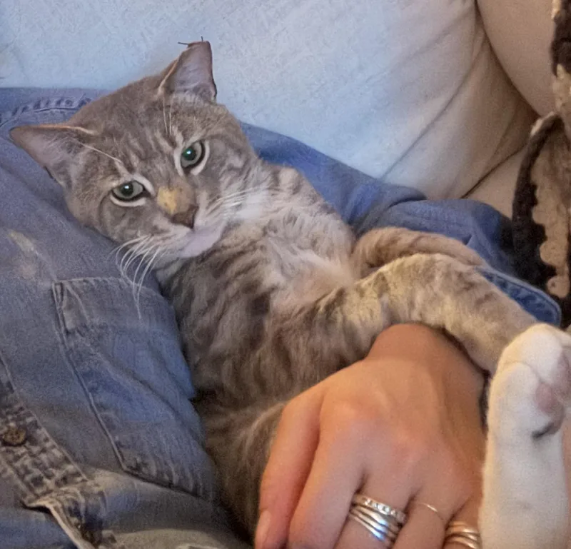 An adult medium-sized male Gray / Blue / Silver Domestic Short Hair cat named Little John for adoption in Brooklyn, NY