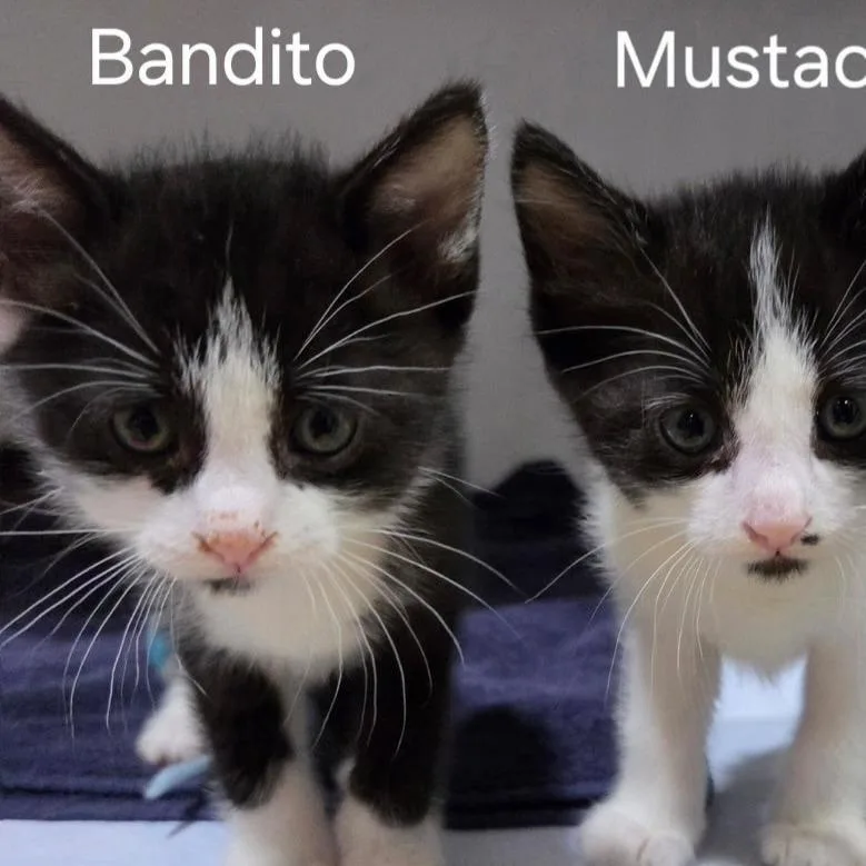 Bandito thumbnail 2