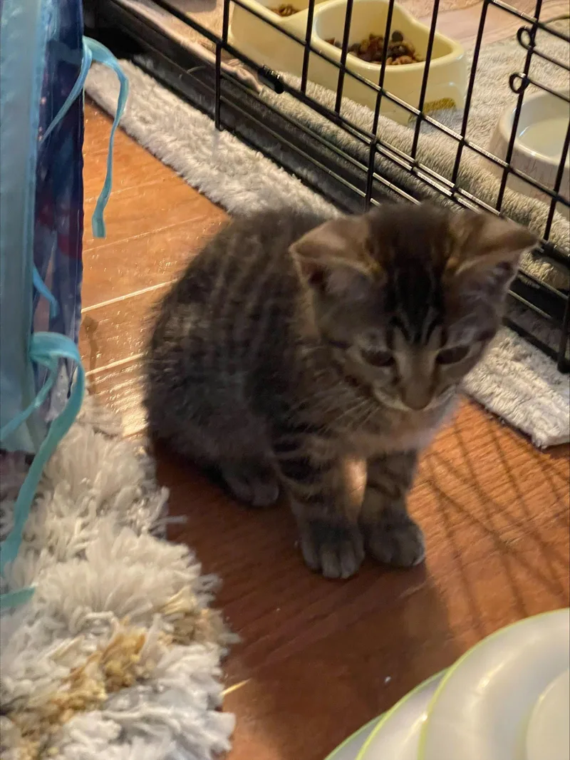 A baby medium-sized female Domestic Short Hair cat named Princess for adoption in Herndon, VA