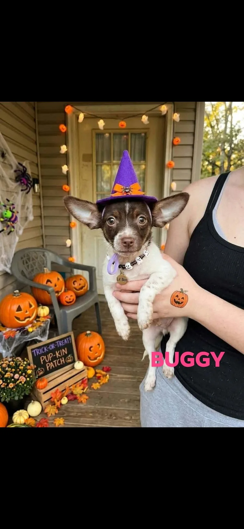 A baby small-sized female Chihuahua dog named Sally Oogie Buggy for adoption in Brooksville, FL