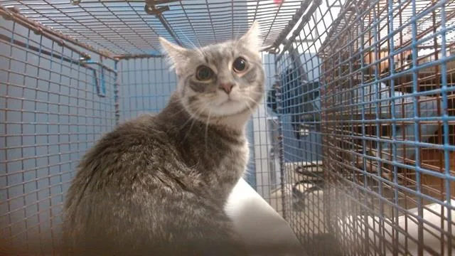 A young small-sized male Domestic Short Hair cat named Jose for adoption in Miami, FL