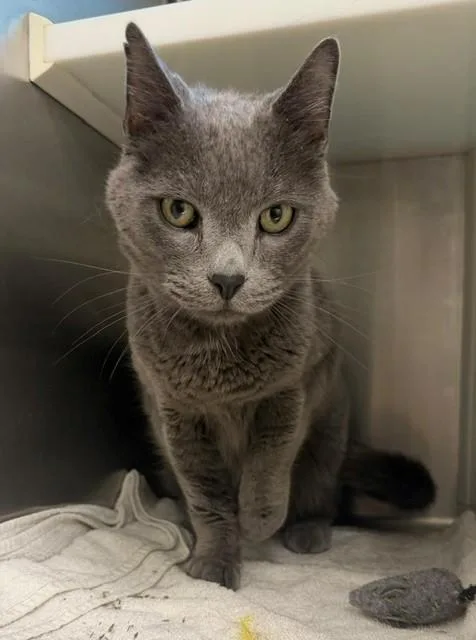An adult large-sized male Domestic Short Hair cat named Smokey for adoption in Brighton, CO