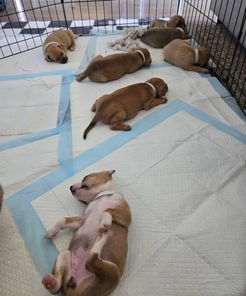 A baby medium-sized male Brown / Chocolate Chihuahua dog named Benjamin for adoption in Sedalia, CO