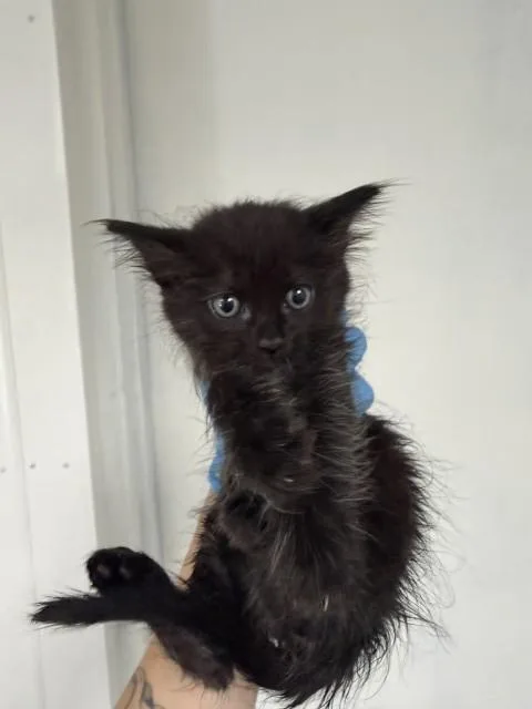 A baby small-sized female Domestic Long Hair cat named Eloise for adoption in San Bernardino, CA