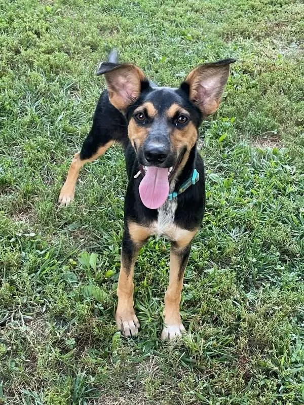 A young medium-sized male Bicolor Mixed Breed dog named Beamer Boy for adoption in Lacon, IL