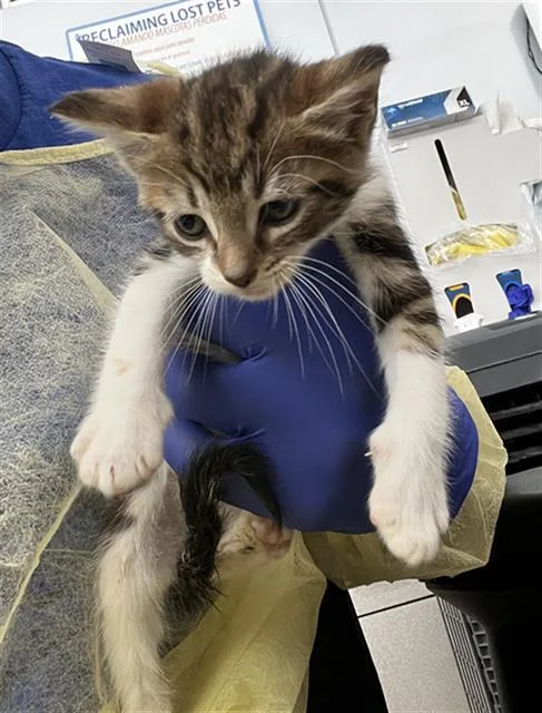 A baby medium-sized female Domestic Medium Hair cat named Sugar for adoption in Dallas, TX