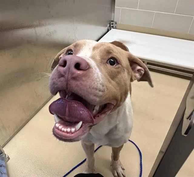 A young large-sized male American Staffordshire Terrier dog named Opie for adoption in Grand Prairie, TX
