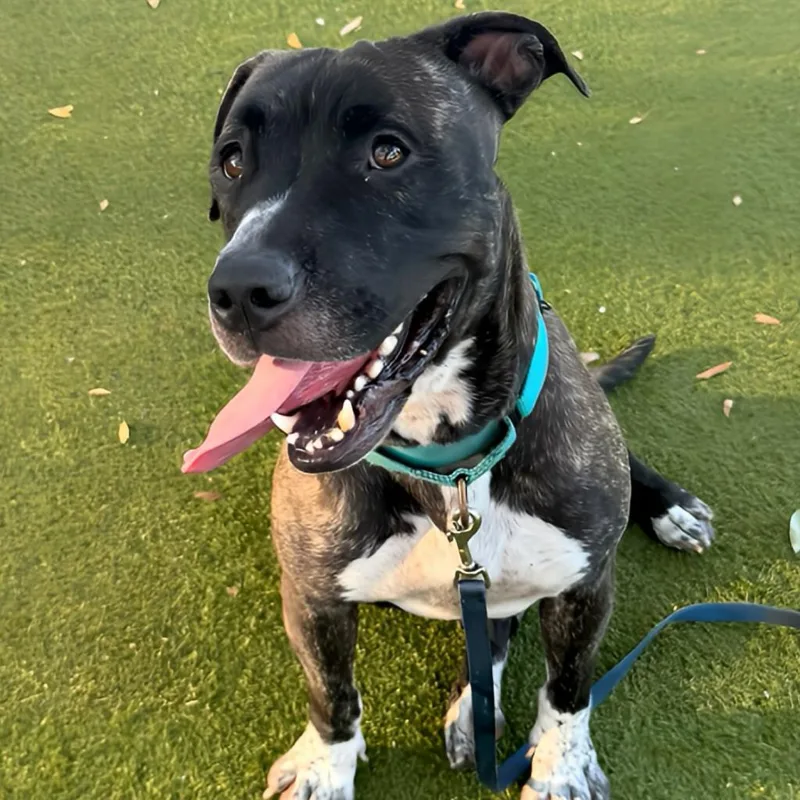 A senior large-sized female Brindle Mixed Breed dog named Evie for adoption in Sarasota, FL