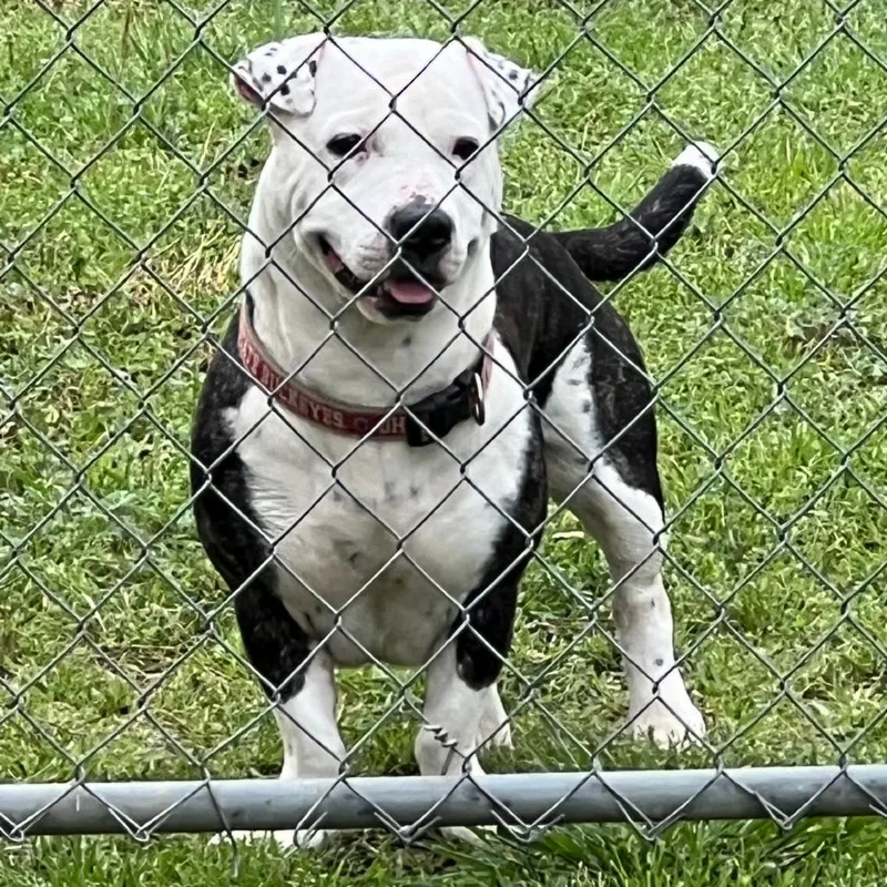 An adult medium-sized male White / Cream Terrier dog named Axel for adoption in Clanton, AL
