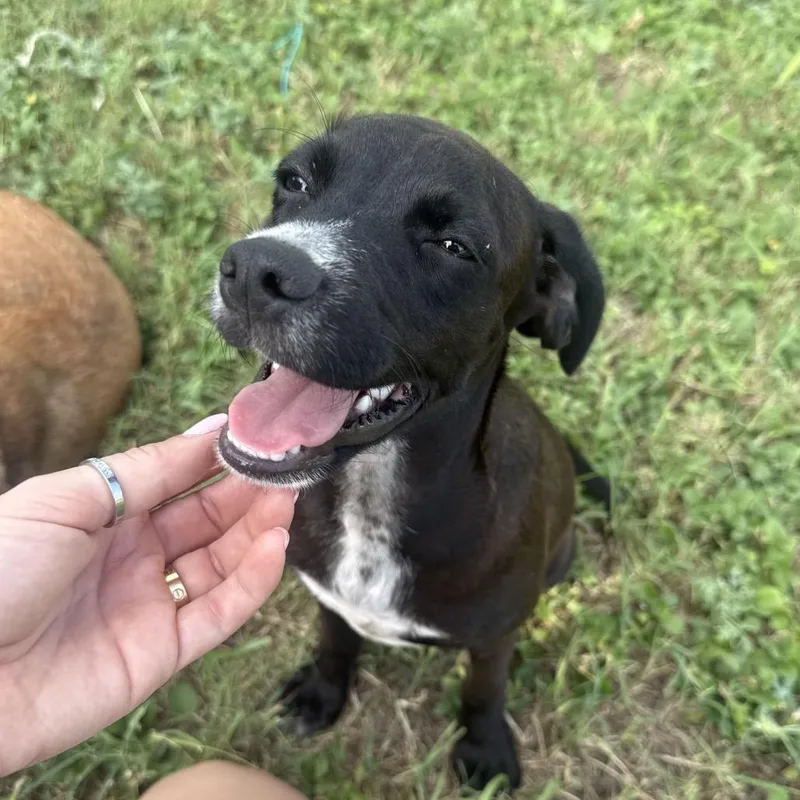A young medium-sized male Brown / Chocolate Beagle dog named Okra for adoption in Brownsville, TX