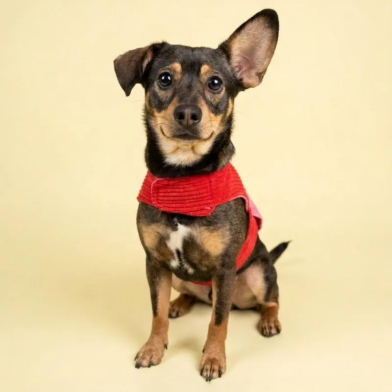 Georgina thumbnail 5