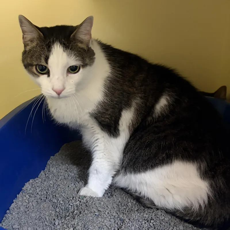 A senior medium-sized male Tabby (Buff / Tan / Fawn) Domestic Short Hair cat named Omaha for adoption in Charleston, SC