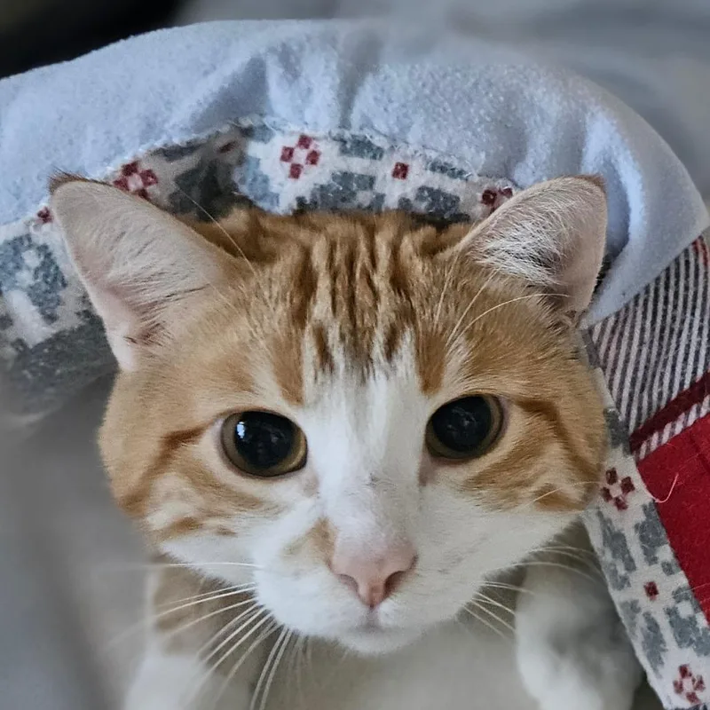 Twinkie