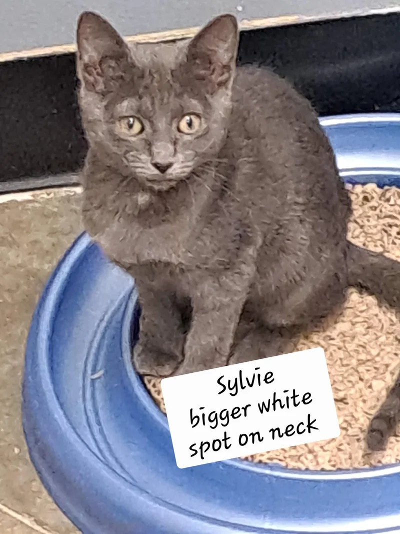 A baby medium-sized female Gray / Blue / Silver Domestic Short Hair cat named Sylvie for adoption in Greenville, DE