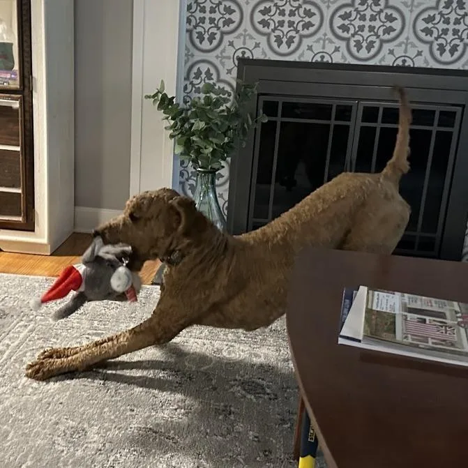 An adult medium-sized male Yellow / Tan / Blond / Fawn Poodle dog named Swayze for adoption in Mooresville, NC
