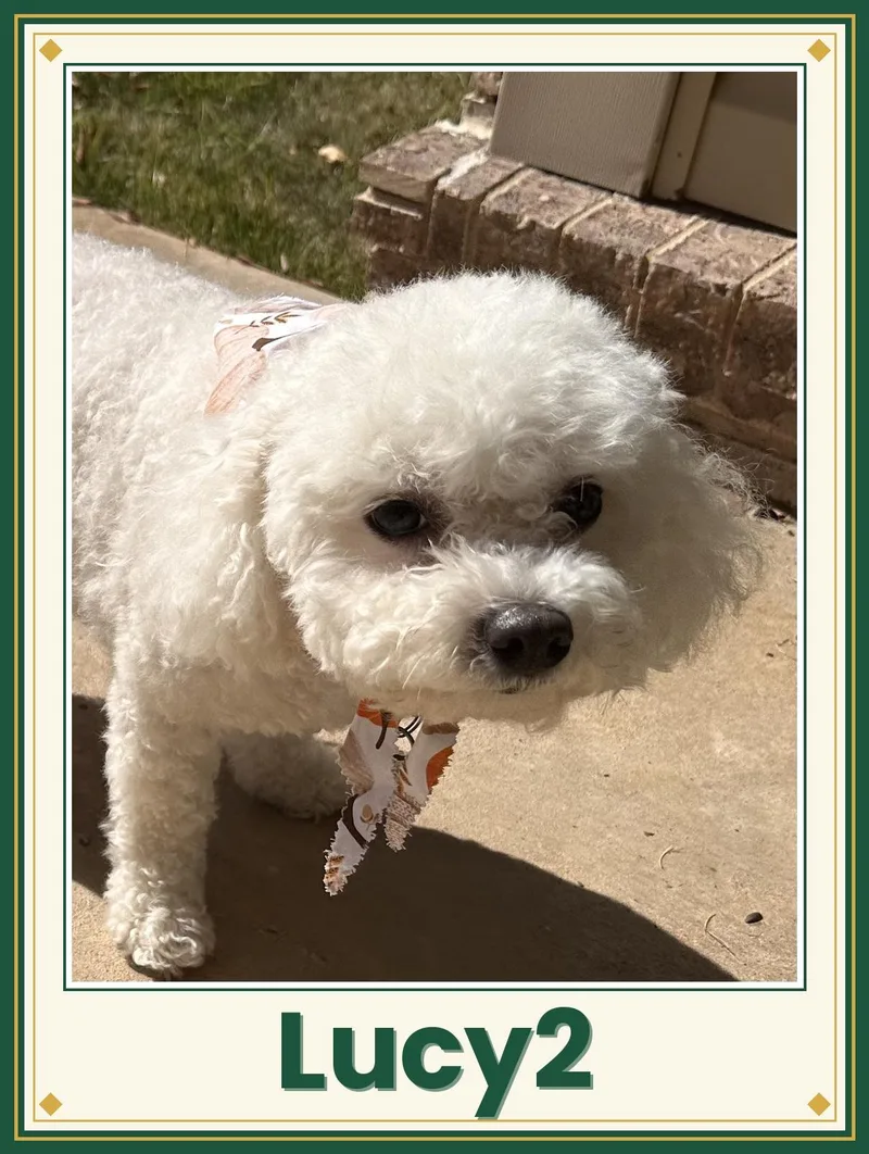 An adult small-sized female Bichon Frise dog named Lucy  Arkansas for adoption in Tulsa, OK