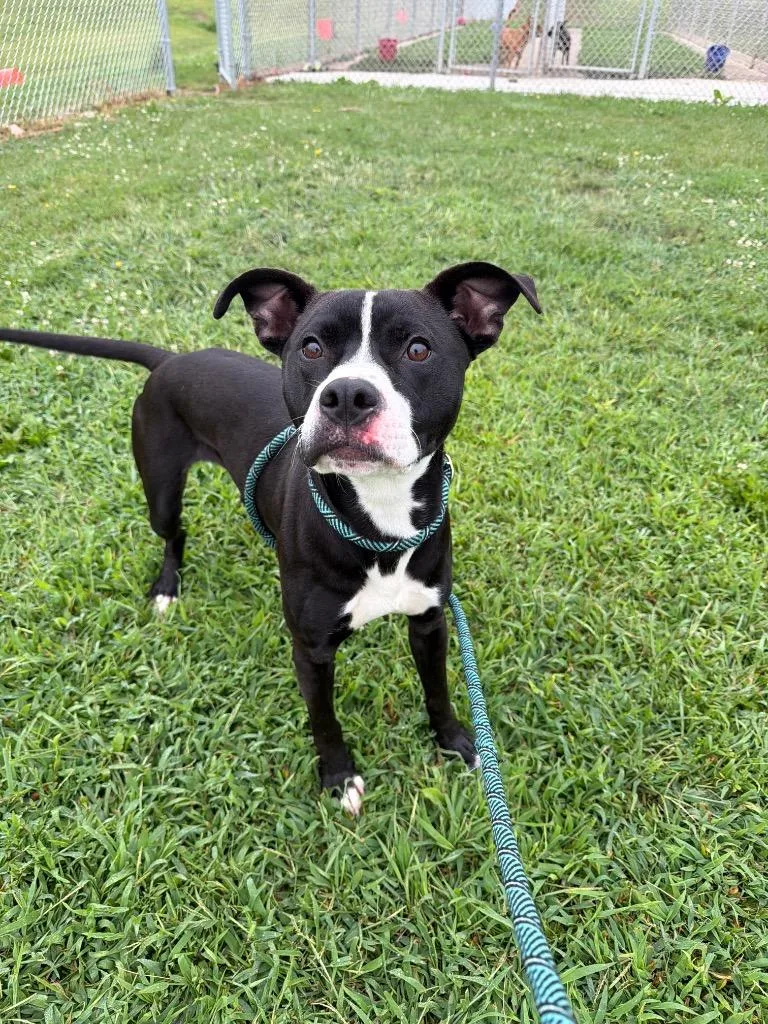 A young medium-sized male American Staffordshire Terrier dog named Dodger for adoption in Pierceton, IN