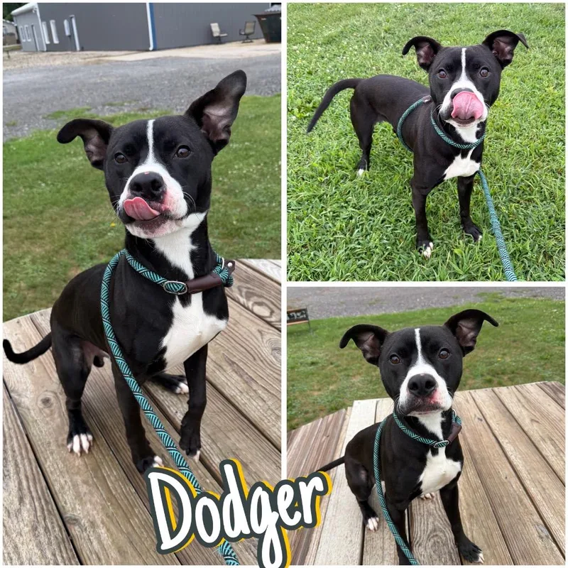 Dodger thumbnail 5