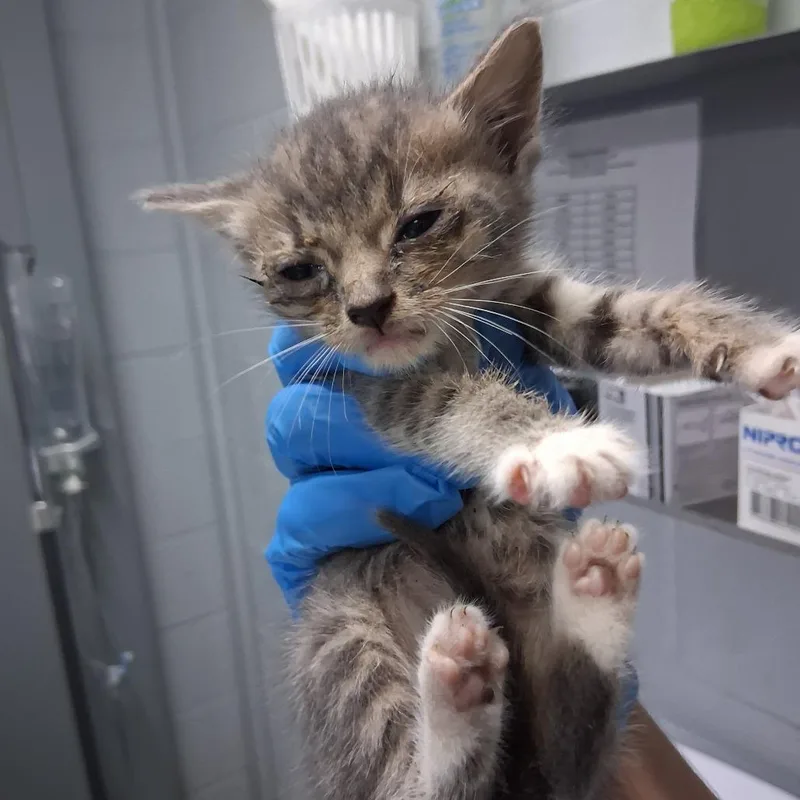 A baby small-sized female Brown / Chocolate Domestic Short Hair cat named Quantum @ Azalea Square for adoption in Summerville, SC