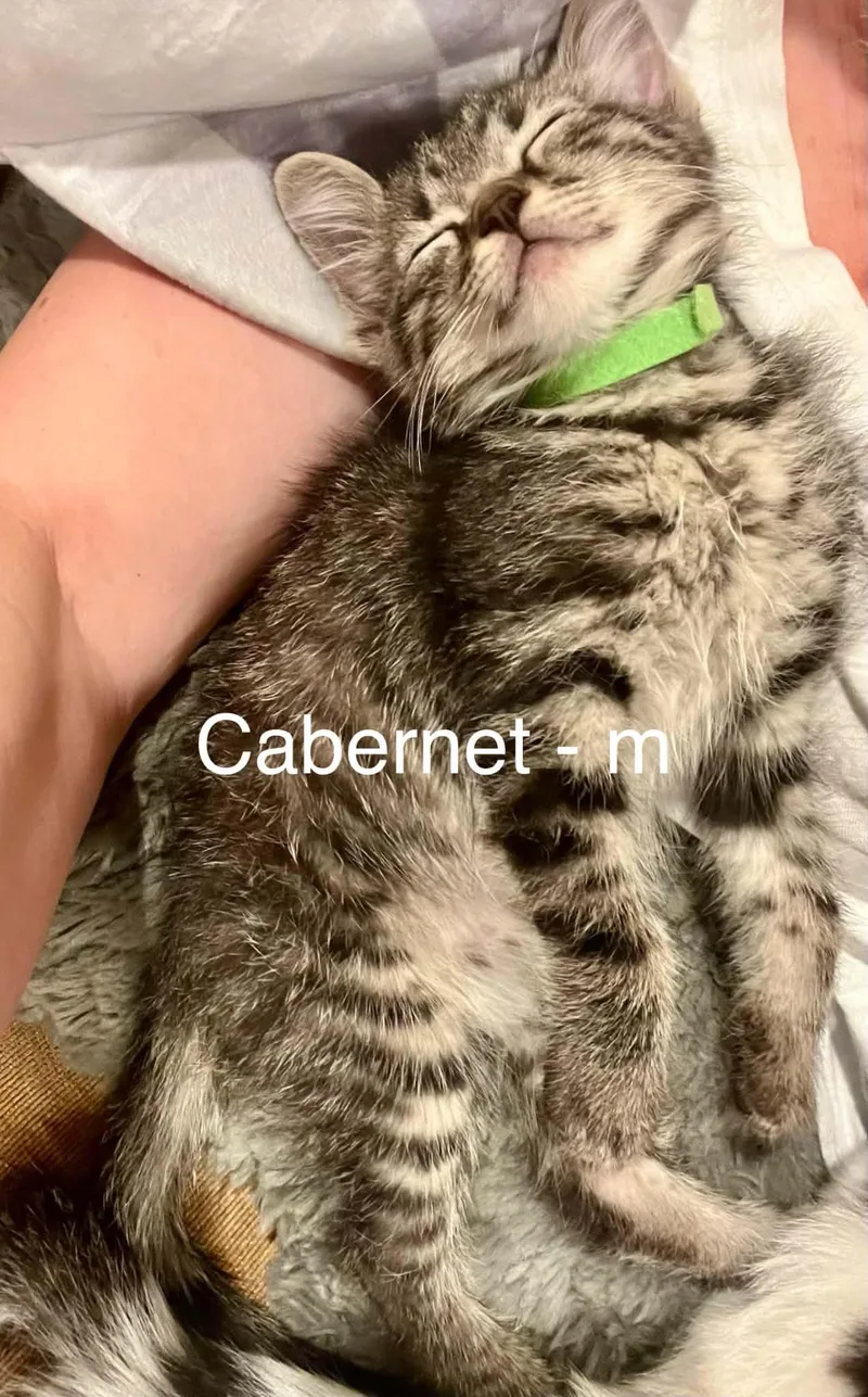 Cabernet Sauvignon thumbnail 2