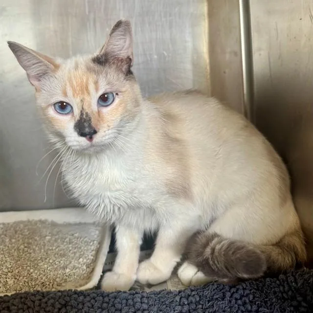 A young medium-sized female Siamese cat named Adele for adoption in Riverside, CA