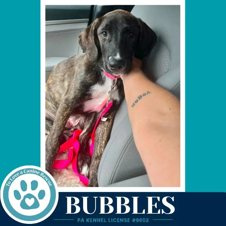 A baby medium-sized female Labrador Retriever dog named Bubbles for adoption in Kimberton, PA