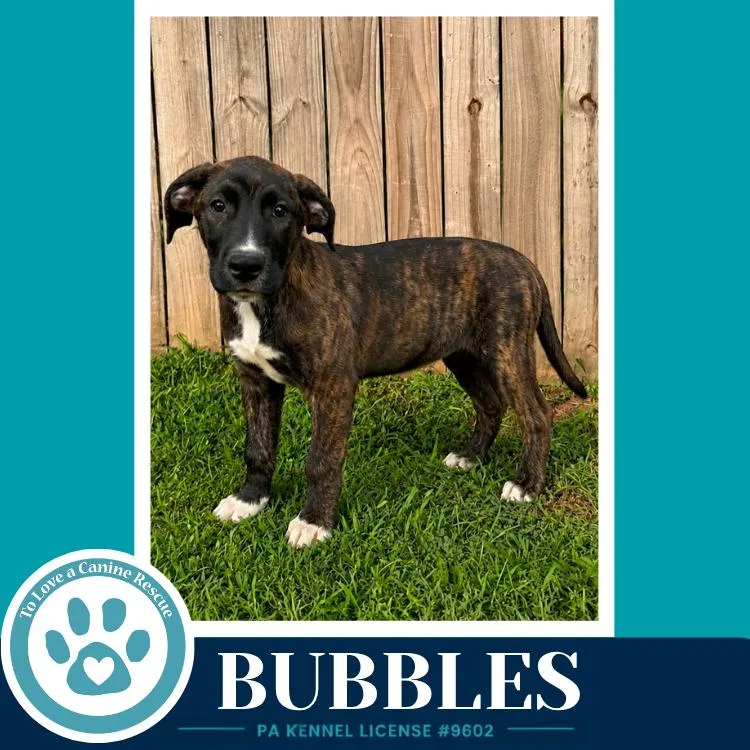 Bubbles thumbnail 2