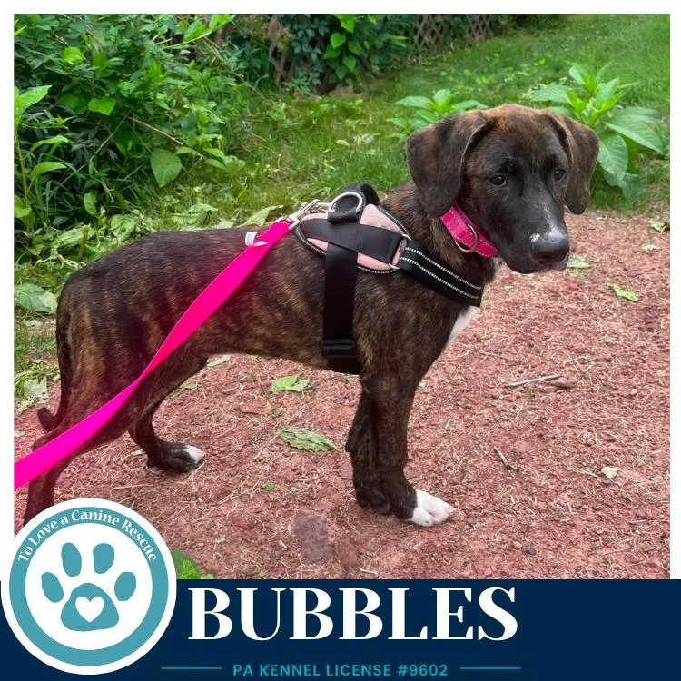 Bubbles thumbnail 3