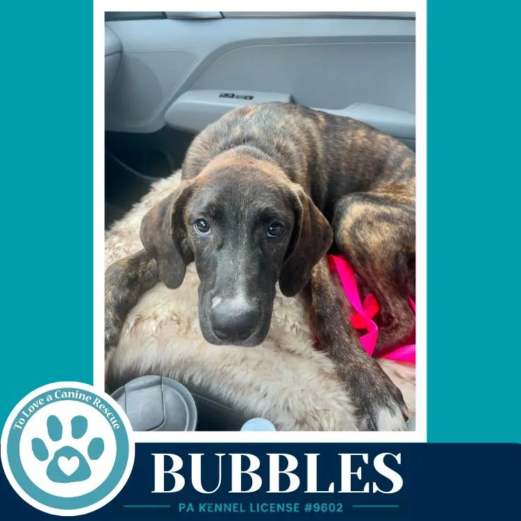 Bubbles thumbnail 4