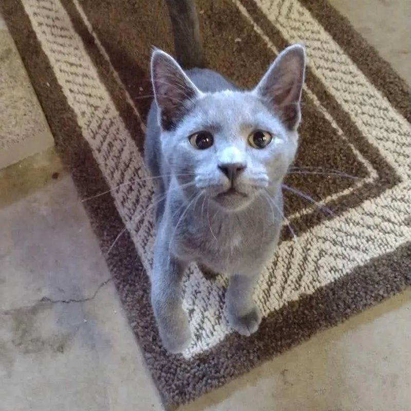 A baby small-sized male Russian Blue cat named Leroy for adoption in Gladstone, OR