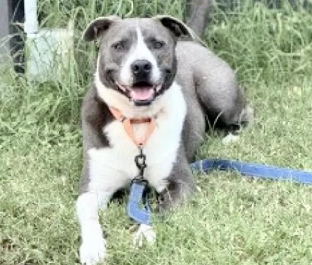 An adult medium-sized male Staffordshire Bull Terrier dog named Levi for adoption in Houston, TX
