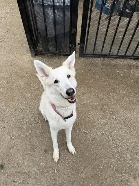 A young large-sized female German Shepherd Dog dog named Heidi for adoption in Riverside, CA