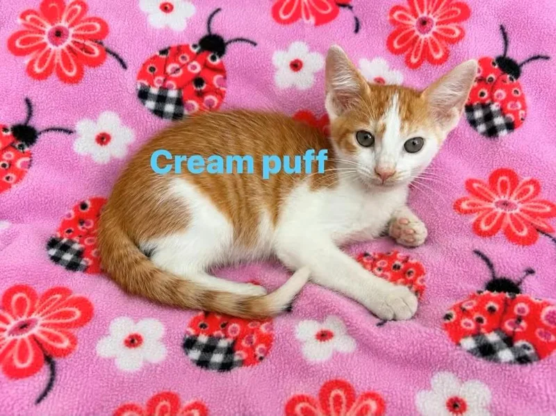 Cream Puff thumbnail 3