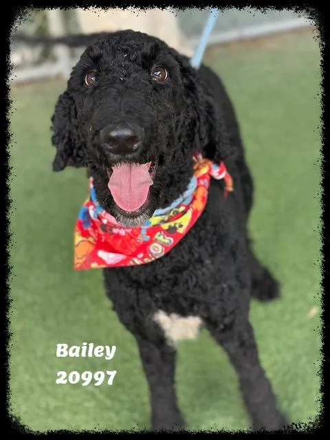 BAILEY see also NOLAN thumbnail 2