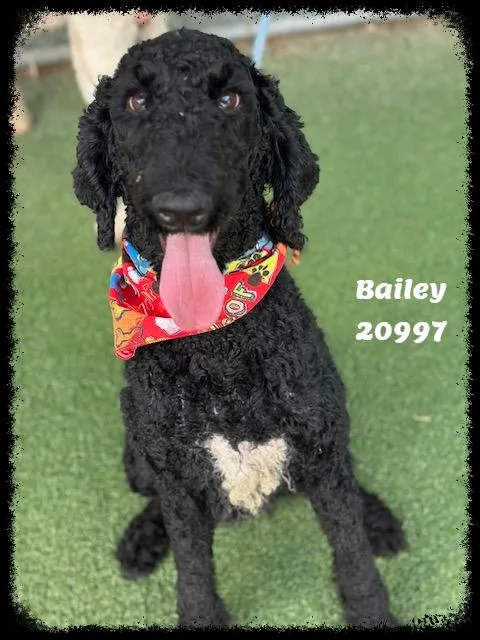 BAILEY see also NOLAN thumbnail 4