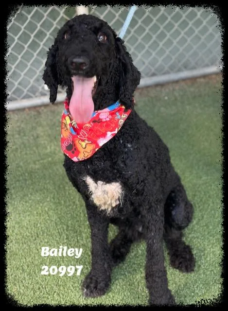 BAILEY see also NOLAN thumbnail 5
