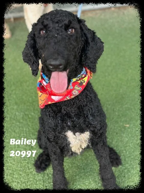 BAILEY see also NOLAN thumbnail 6