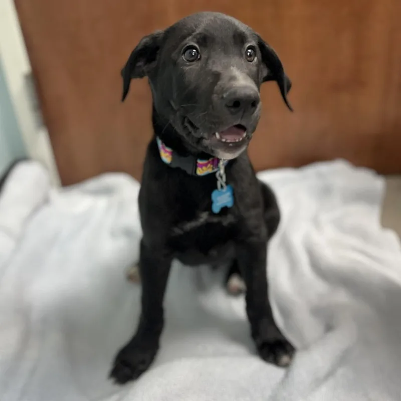 A baby small-sized male Mixed Breed dog named Cosmic Brownie for adoption in State College, PA