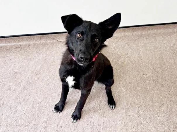 A young large-sized female Labrador Retriever dog named Lara for adoption in Saint Louis, MO
