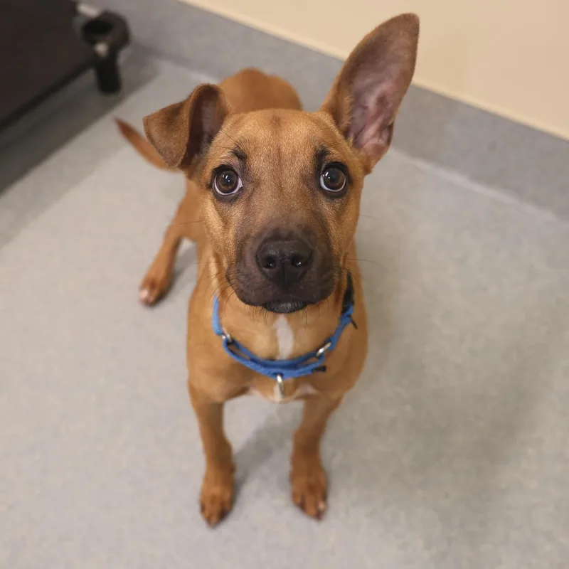 A baby small-sized female Yellow / Tan / Blond / Fawn Chihuahua dog named Bambi for adoption in Briarcliff Manor, NY