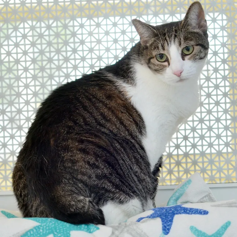 An adult medium-sized female Brown / Chocolate Domestic Short Hair cat named Maggie for adoption in Sanford, FL