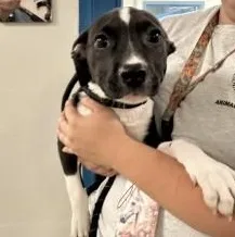 A baby medium-sized female Black Pit Bull Terrier dog named Rice for adoption in Manassas, VA