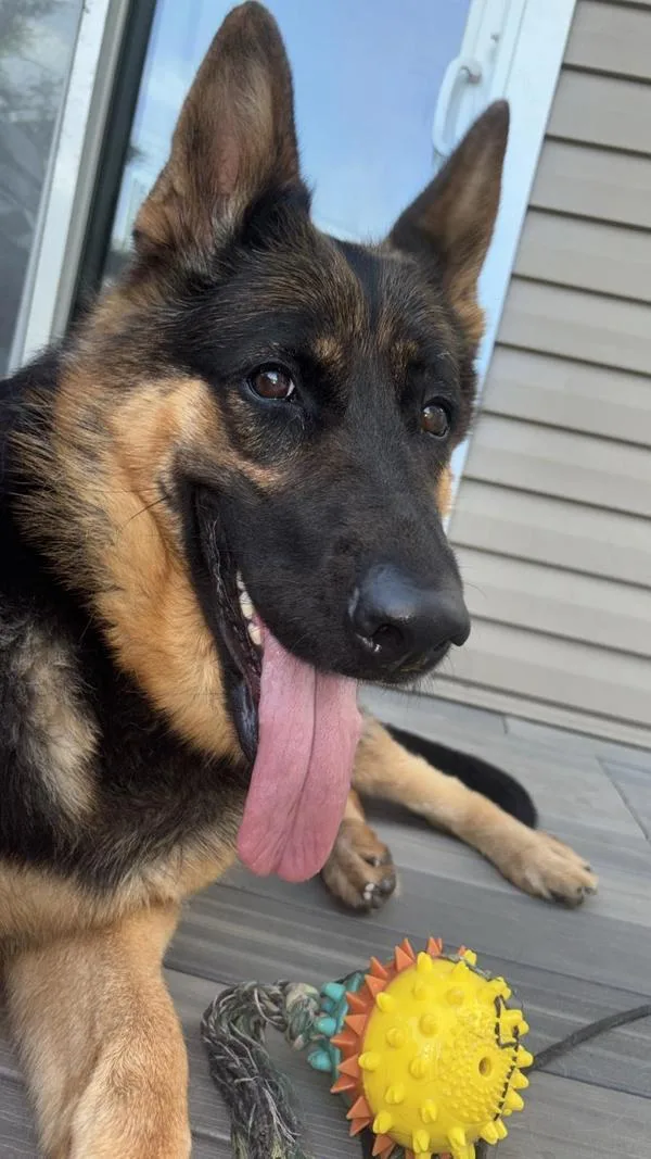 An adult large-sized female German Shepherd Dog dog named Bella for adoption in Staten Island, NY