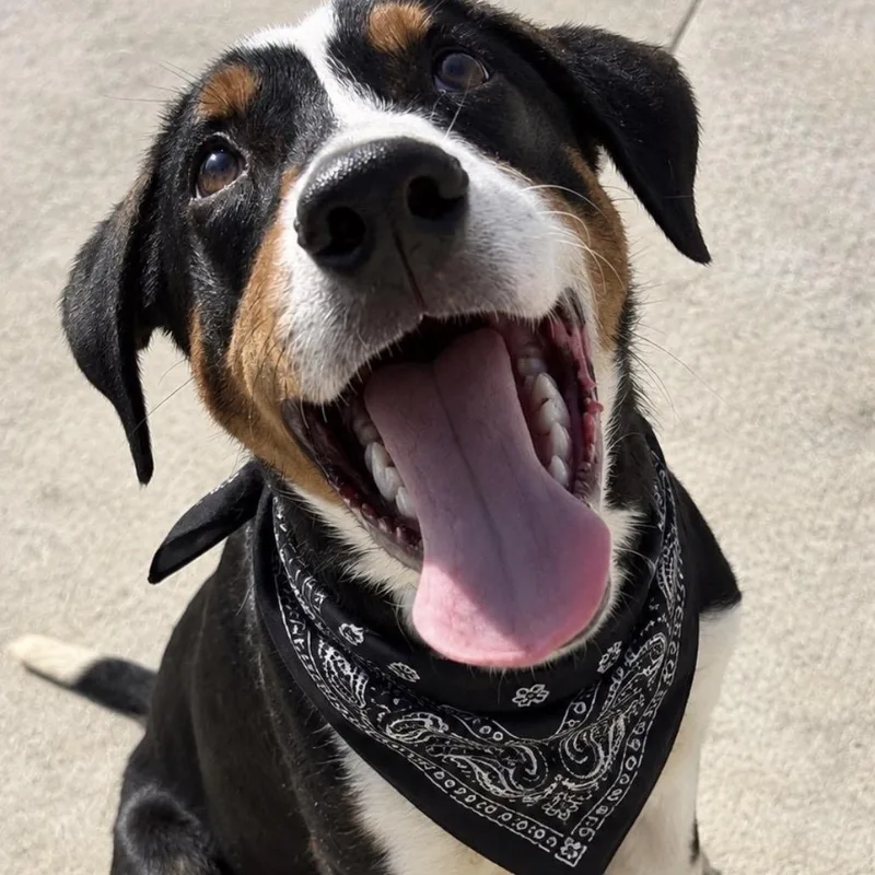 A young large-sized male Tricolor (Brown, Black, & White) Rottweiler dog named Flint for adoption in Pilot Point, TX