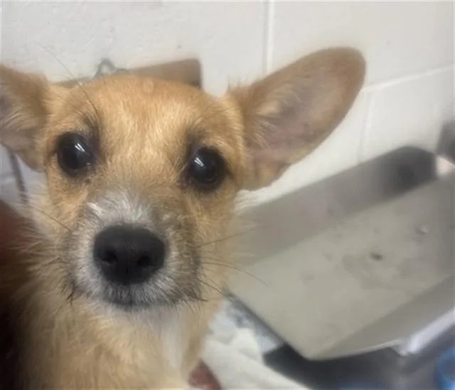 A young small-sized female Terrier dog named Sweet Pea for adoption in San Bernardino, CA